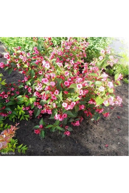 Weigela Marjorie у ланшафті